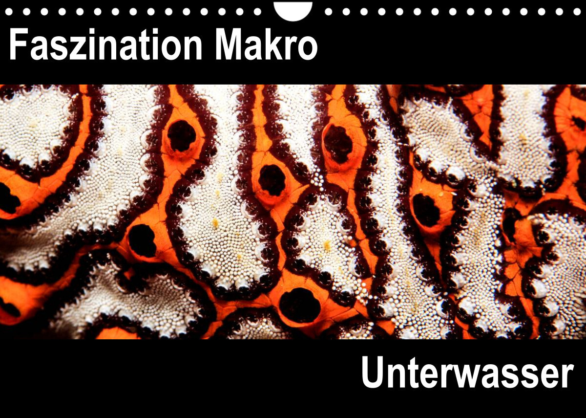 Faszination Makro UnterwasserCH-Version  (Wandkalender 2022 DIN A4 quer)