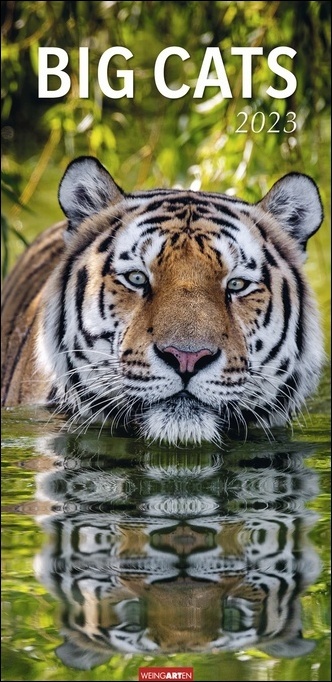 Big Cats Kalender 2023. Große Raubkatzen porträtiert in einem Wandkalender 2023 XXL. Länglicher Kalender mit ausdrucksstarken Fotos von Löwe, Tiger und Co.