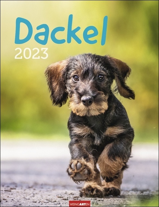 Dackel. Jahres-Wandkalender 2023 mit Platz für Notizen und Termine. Foto-Kalender für Hundefans und Dackelliebhaber. Bildkalender 2023 im Hochformat 30x39 cm