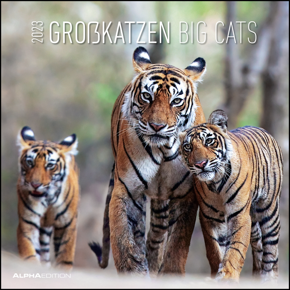 Großkatzen 2023 - Broschürenkalender 30x30 cm (30x60 geöffnet) - Kalender mit Platz für Notizen - Big Cats - Bildkalender - Wandplaner - Alpha Edition