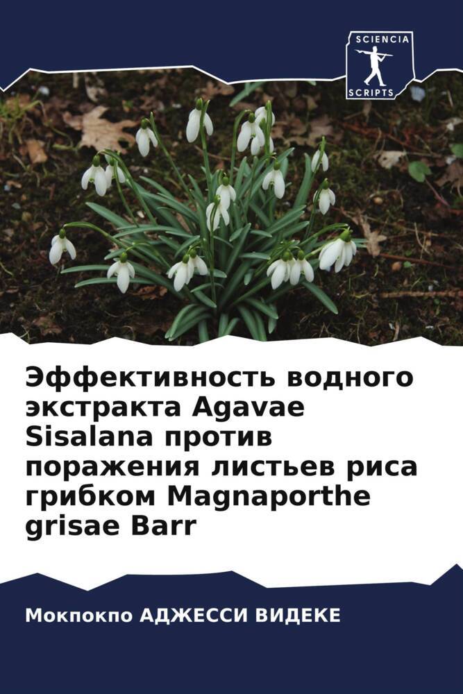 Jeffektiwnost' wodnogo äxtrakta Agavae Sisalana protiw porazheniq list'ew risa gribkom Magnaporthe grisae Barr