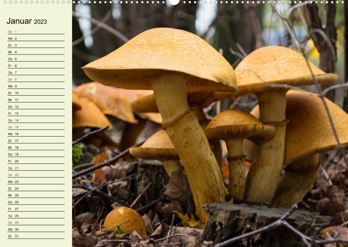 Pilze und Pilzgerichte (Premium, hochwertiger DIN A2 Wandkalender 2023, Kunstdruck in Hochglanz)