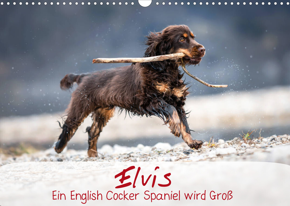 Elvis ein Engl. Cocker Spaniel wird Groß (Wandkalender 2023 DIN A3 quer)