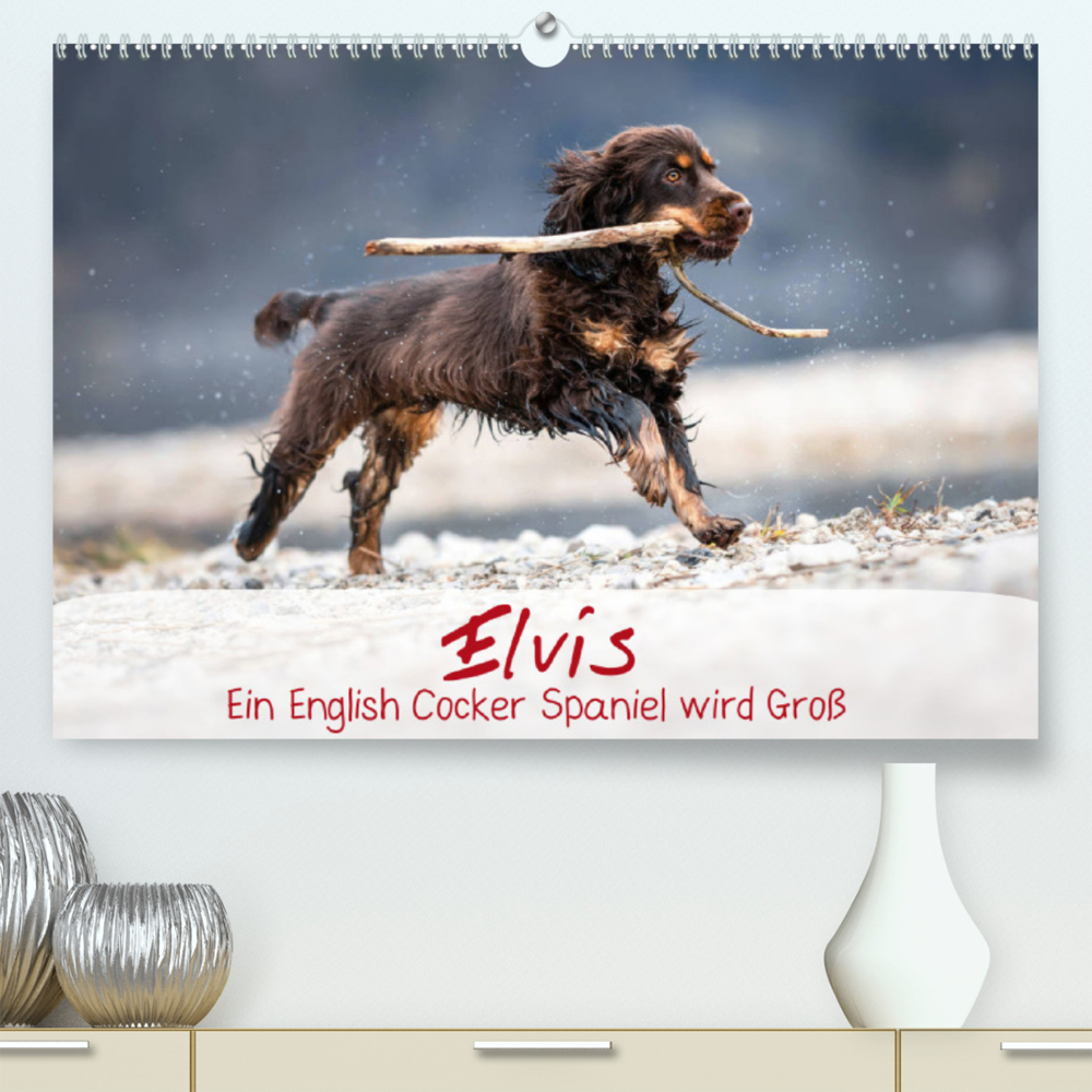 Elvis ein Engl. Cocker Spaniel wird Groß (Premium, hochwertiger DIN A2 Wandkalender 2023, Kunstdruck in Hochglanz)
