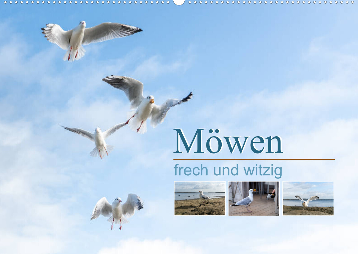 Möwen frech und witzig (Wandkalender 2023 DIN A2 quer)