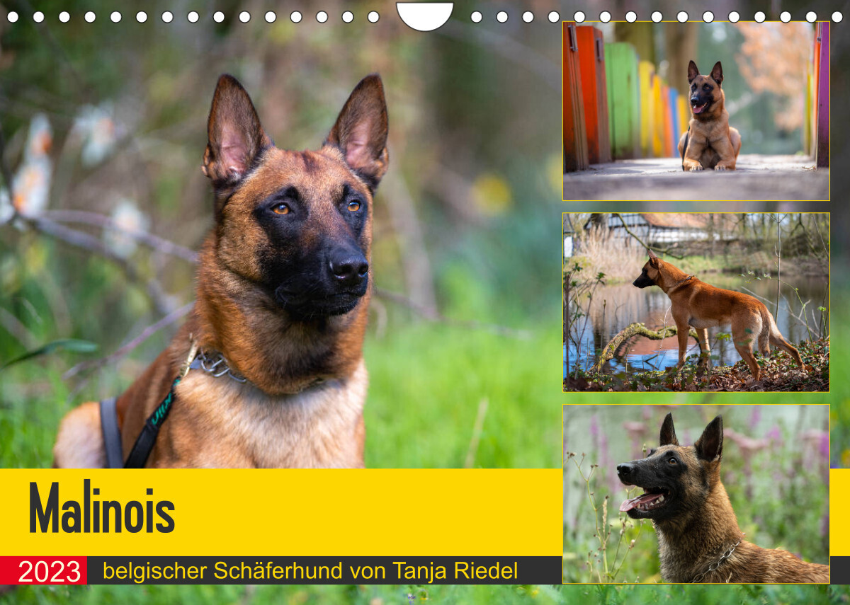 Malinois - belgischer Schäferhund (Wandkalender 2023 DIN A4 quer)
