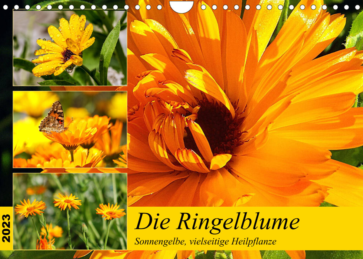 Die Ringelblume. Sonnengelbe, vielseitige Heilpflanze (Wandkalender 2023 DIN A4 quer)