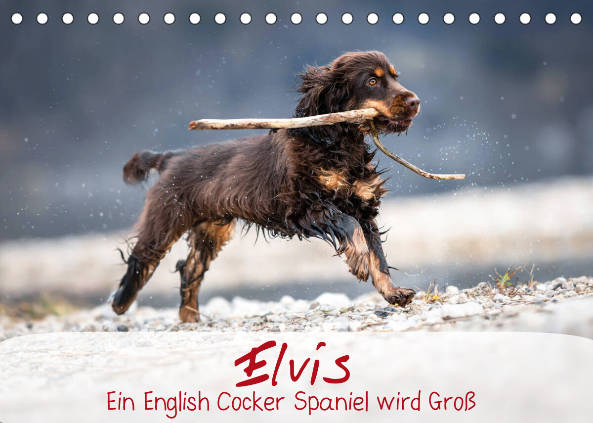 Elvis ein Engl. Cocker Spaniel wird Groß (Tischkalender 2023 DIN A5 quer)