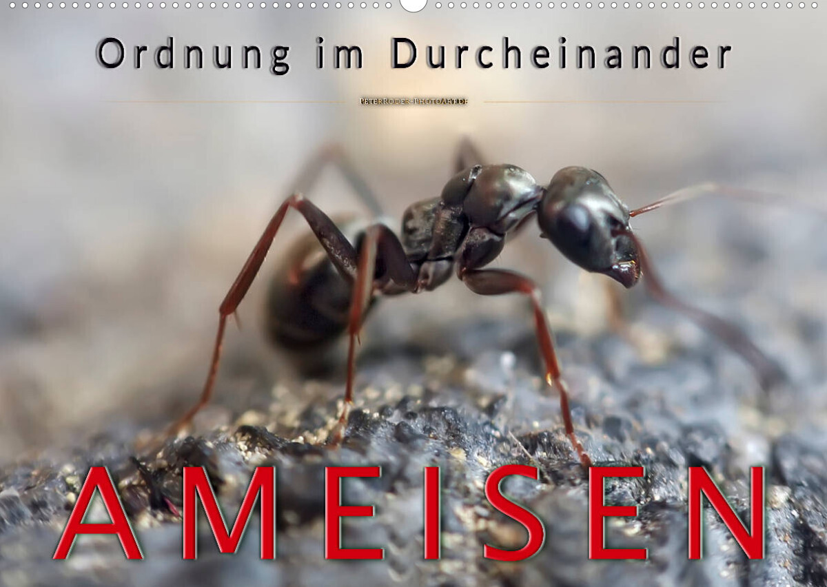 Ameisen - Ordnung im Durcheinander (Wandkalender 2023 DIN A2 quer)
