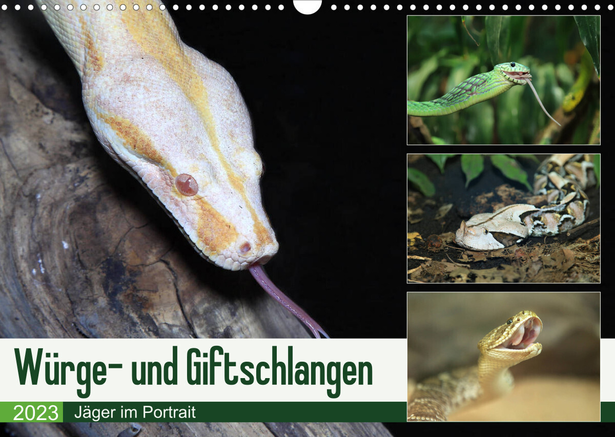 Würge- und Giftschlangen (Wandkalender 2023 DIN A3 quer)