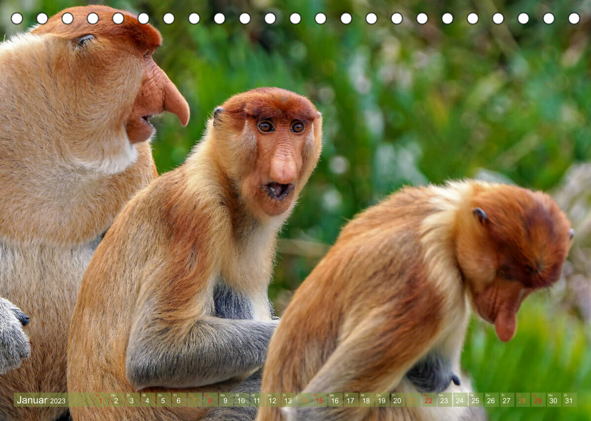 Nasenaffen von Borneo (Tischkalender 2023 DIN A5 quer)