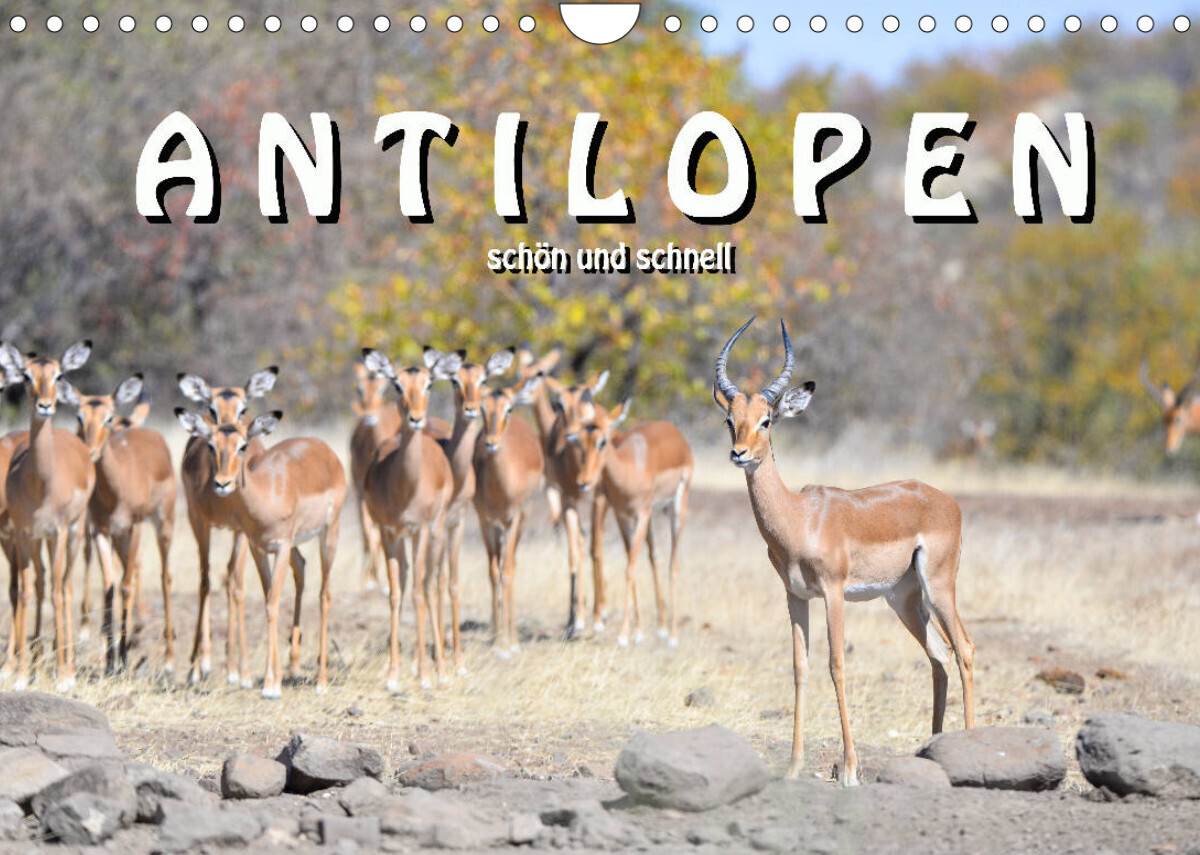 Antilopen, schön und schnell (Wandkalender 2023 DIN A4 quer)