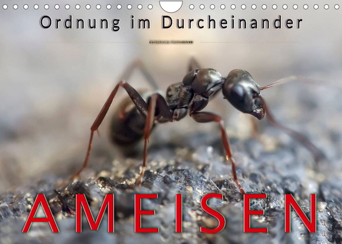 Ameisen - Ordnung im Durcheinander (Wandkalender 2023 DIN A4 quer)