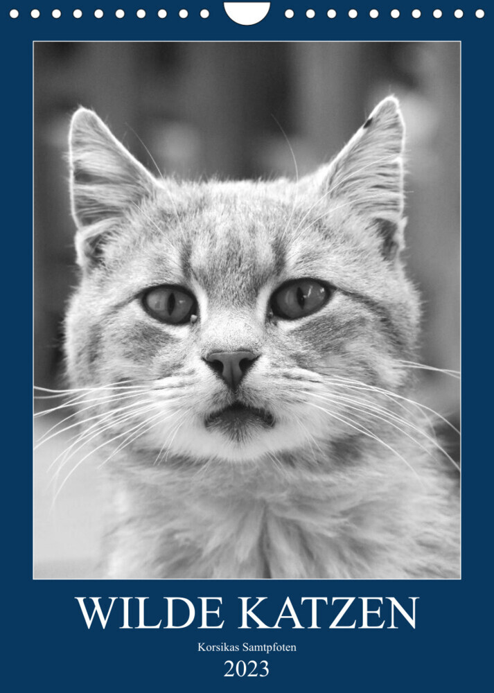 Wilde Katzen - Korsikas Samtpfoten (Wandkalender 2023 DIN A4 hoch)
