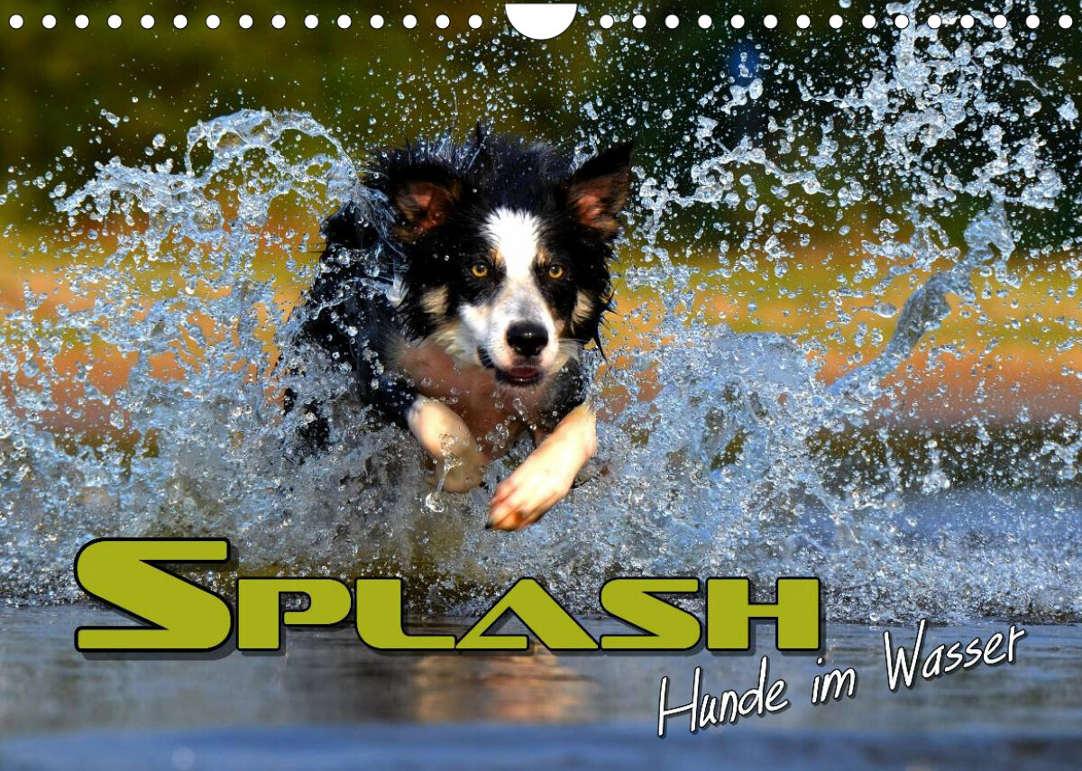 SPLASH - Hunde im Wasser (Wandkalender 2023 DIN A4 quer)