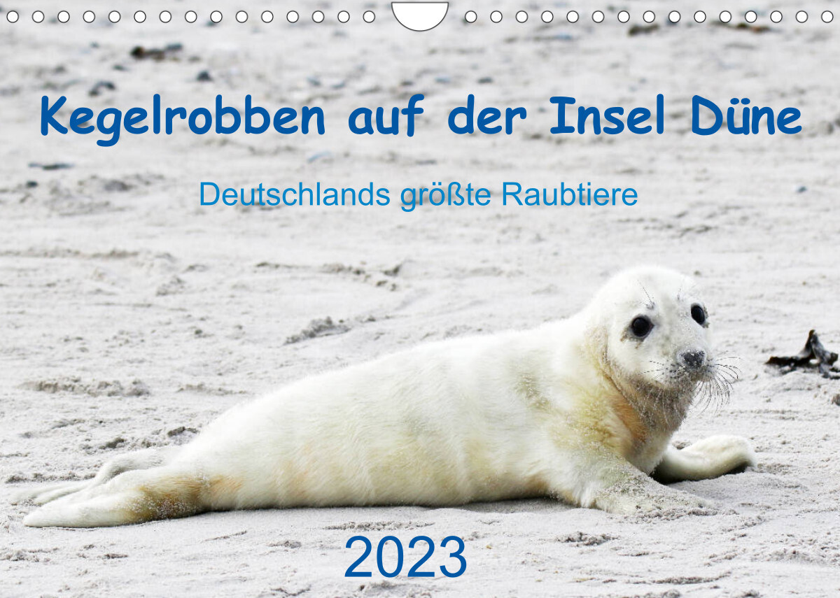 Kegelrobben auf der Insel Düne (Wandkalender 2023 DIN A4 quer)