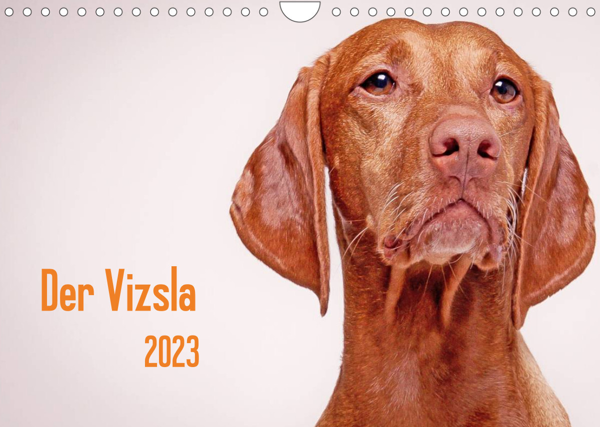 Der Vizsla 2023 (Wandkalender 2023 DIN A4 quer)