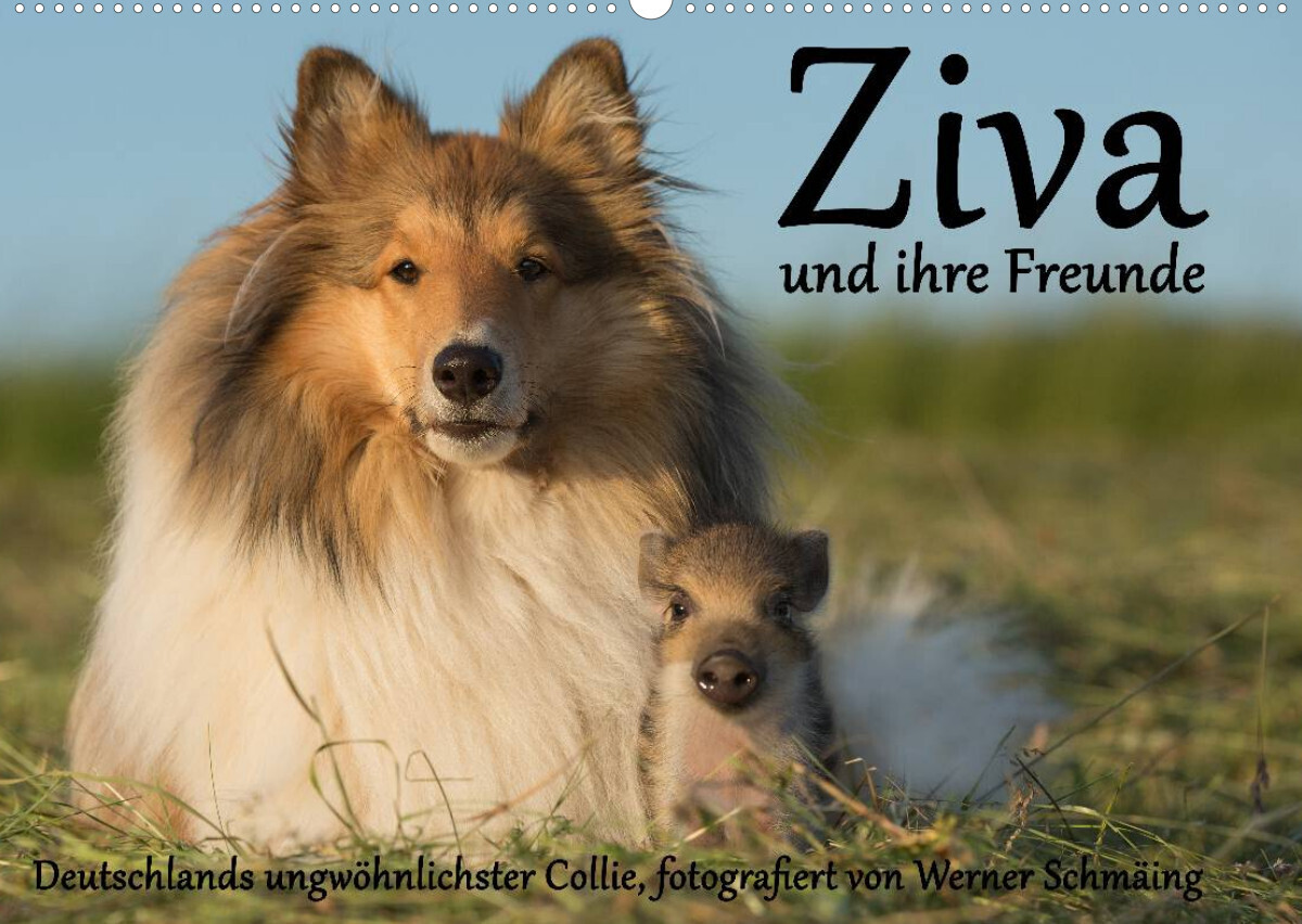 Ziva und ihre Freunde (Wandkalender 2023 DIN A2 quer)