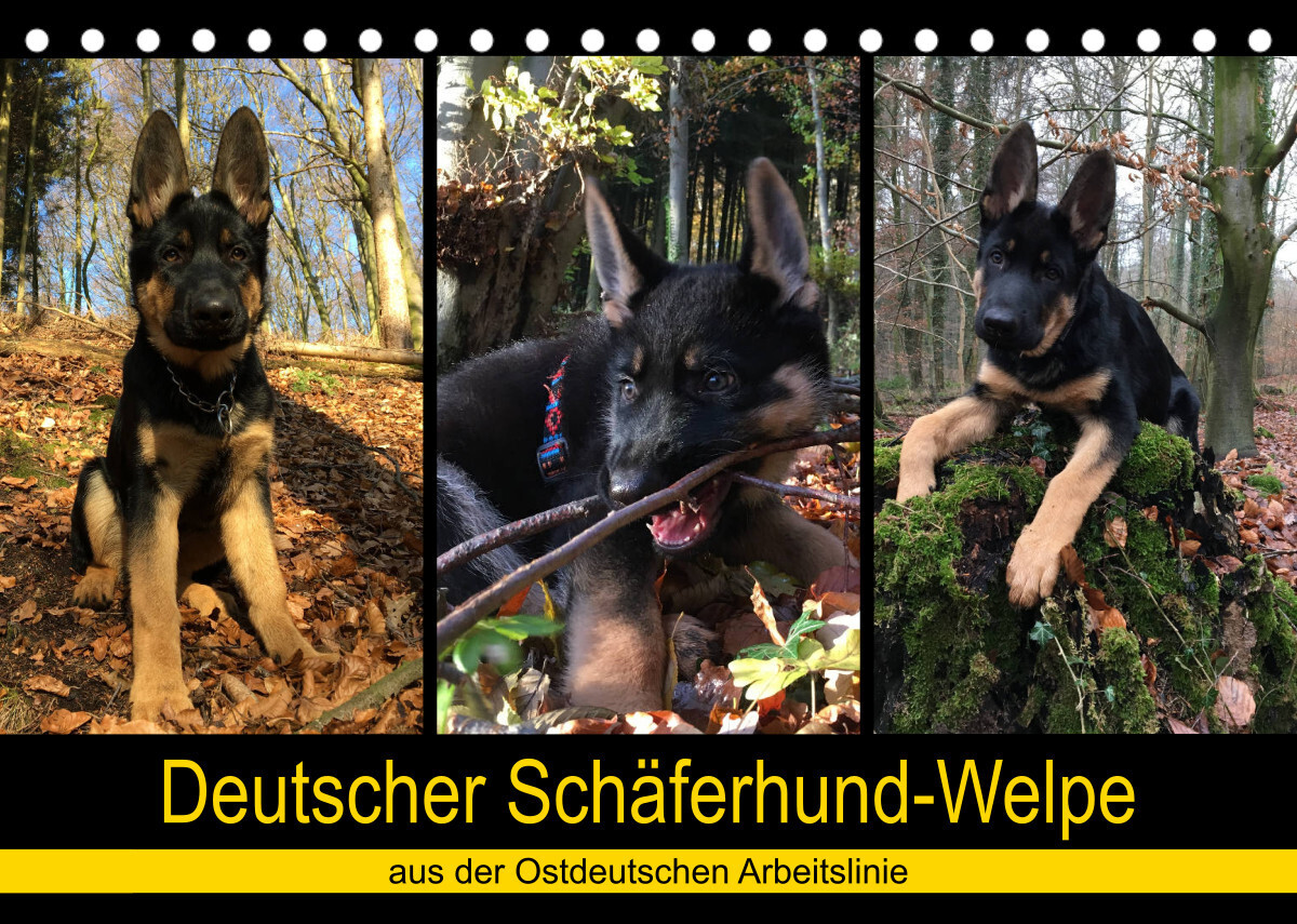 Deutscher Schäferhund-Welpe - aus der Ostdeutschen Arbeitslinie (Tischkalender 2023 DIN A5 quer)