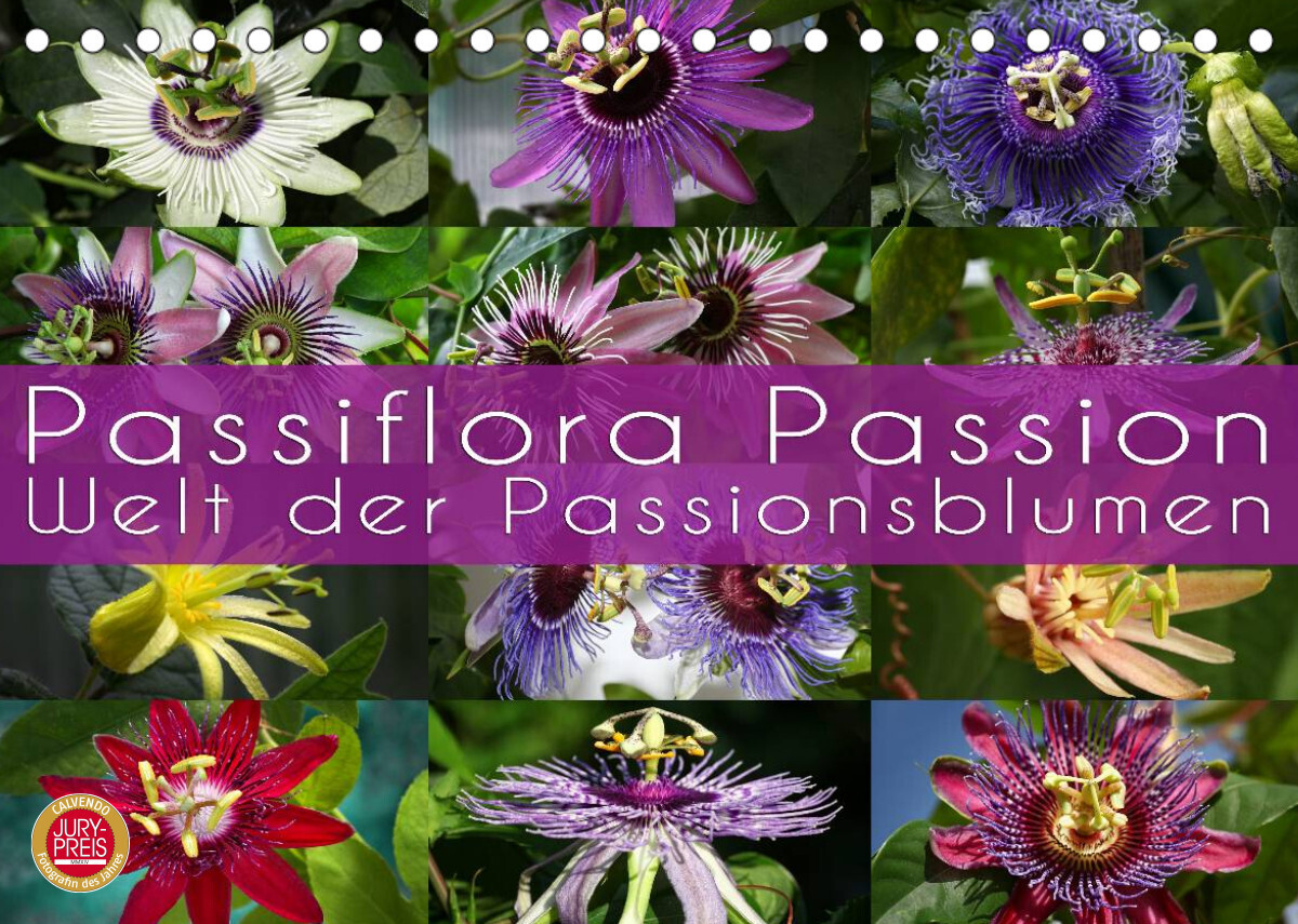 Passiflora Passion - Welt der Passionsblumen (Tischkalender 2023 DIN A5 quer)