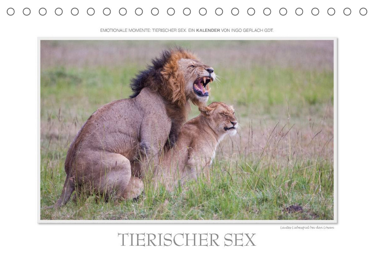 Emotionale Momente: Tierischer Sex. (Tischkalender 2023 DIN A5 quer)