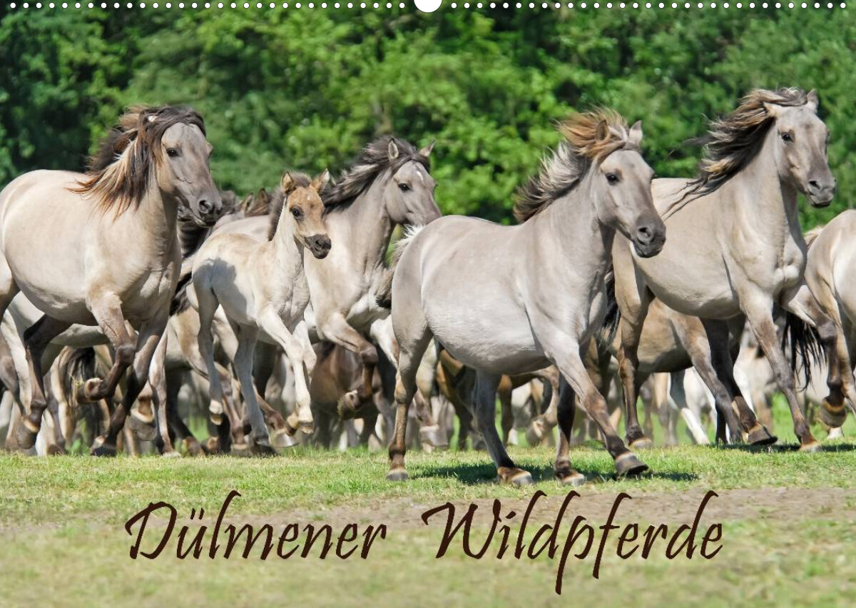 Dülmener Wildpferde (Wandkalender 2023 DIN A2 quer)