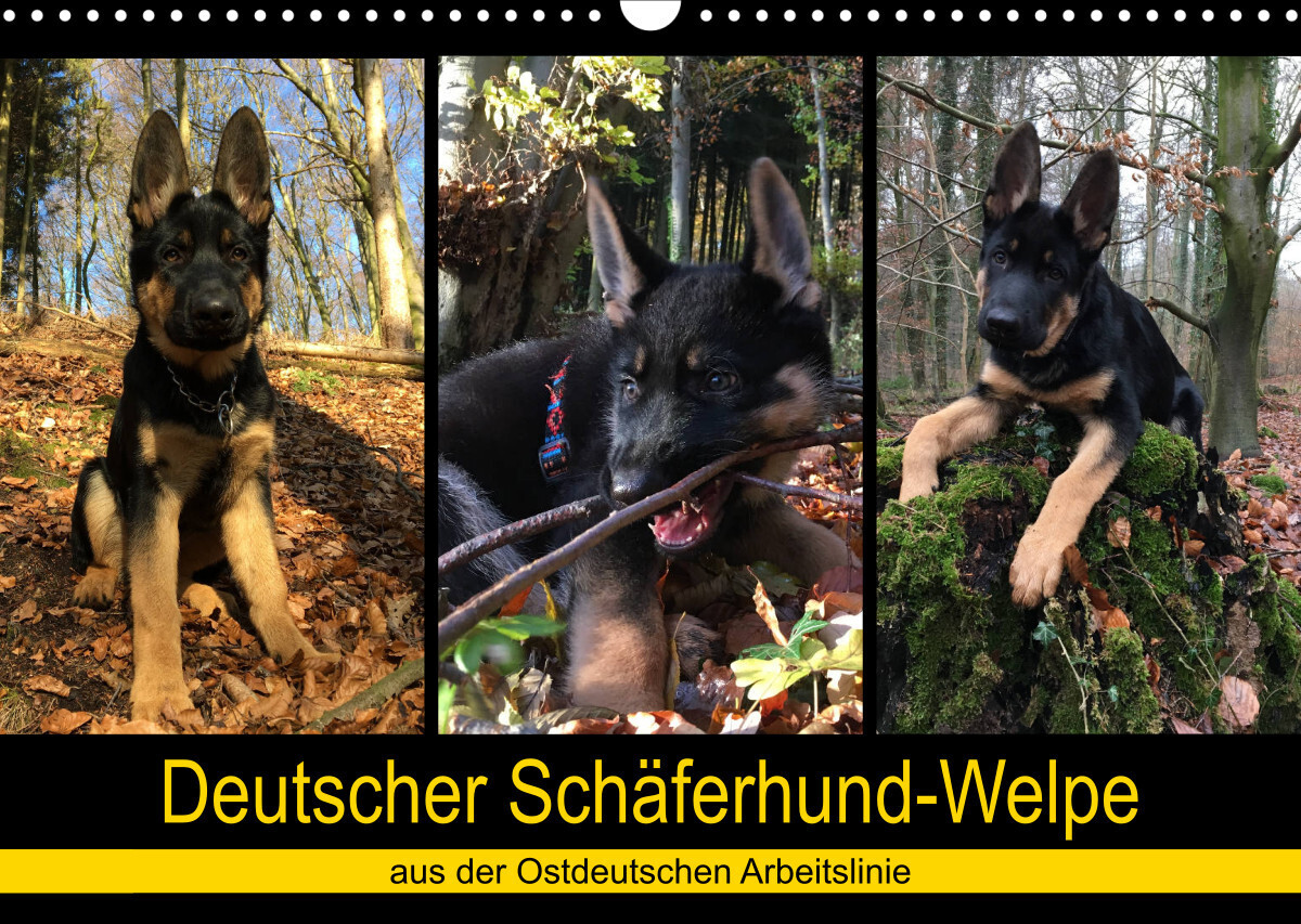 Deutscher Schäferhund-Welpe - aus der Ostdeutschen Arbeitslinie (Wandkalender 2023 DIN A3 quer)