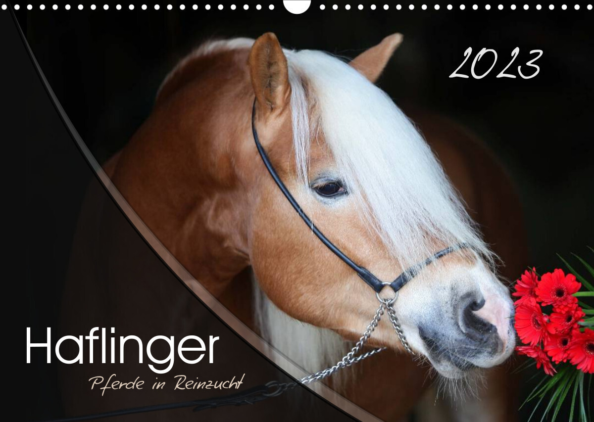 Haflinger-Pferde in Reinzucht (Wandkalender 2023 DIN A3 quer)