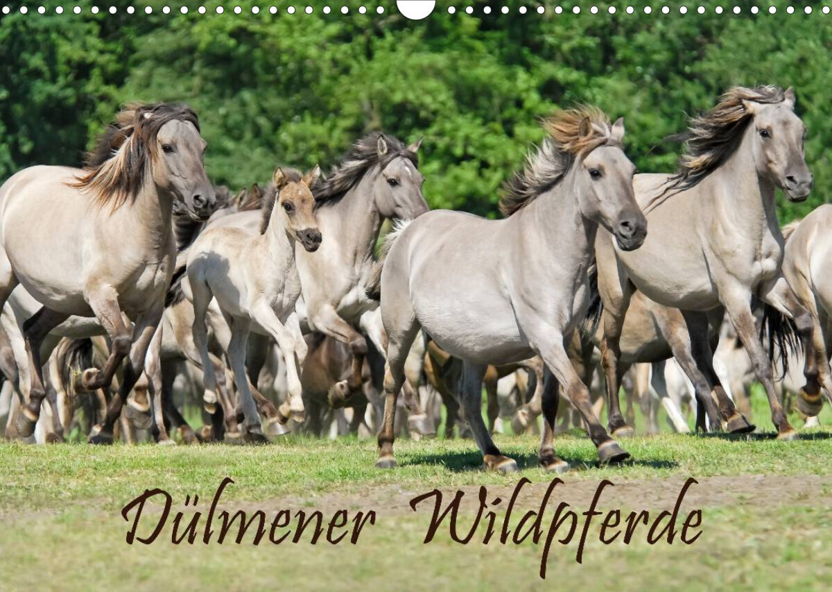 Dülmener Wildpferde (Wandkalender 2023 DIN A3 quer)
