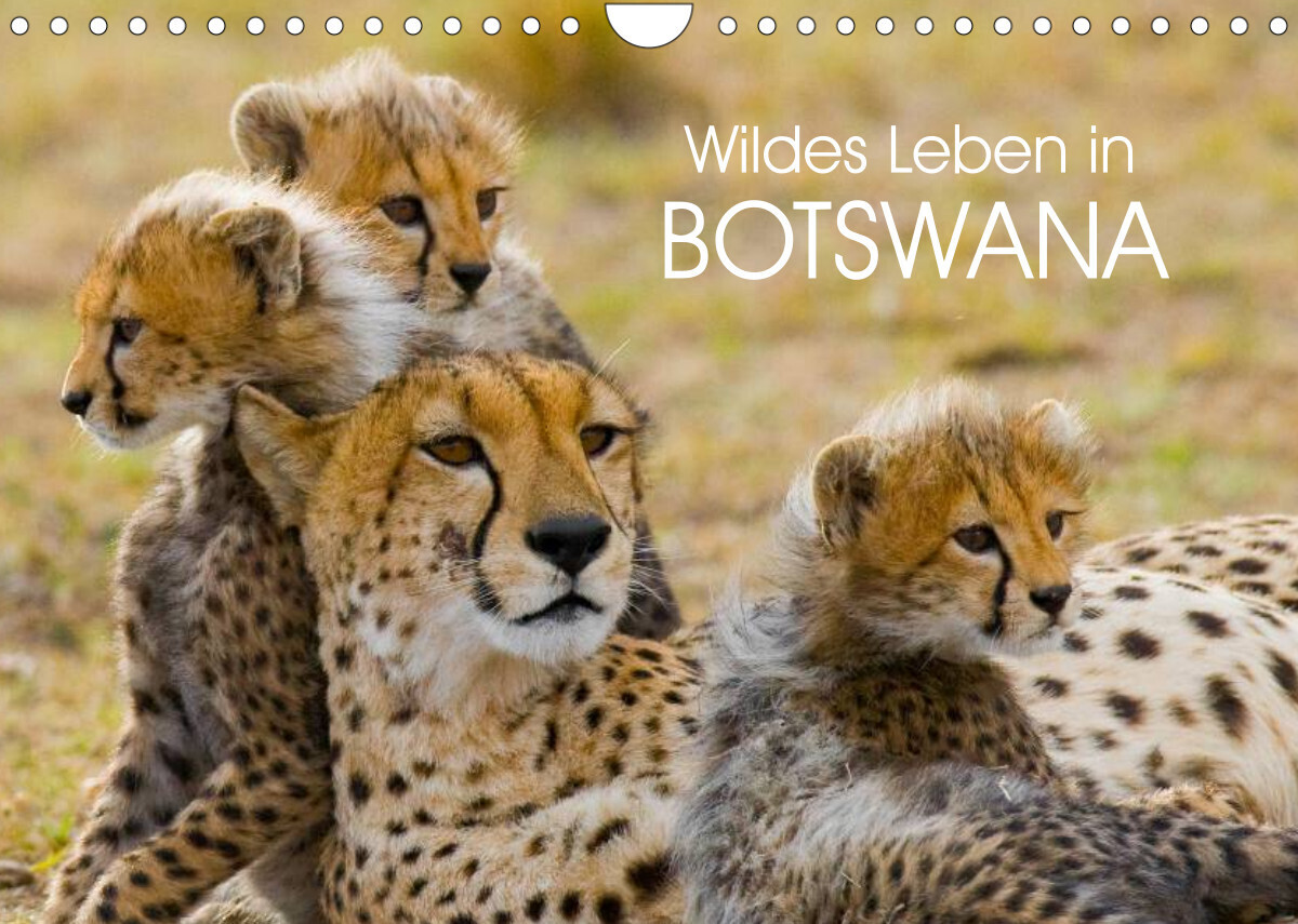 Wildes Leben in Botswana (Wandkalender 2023 DIN A4 quer)