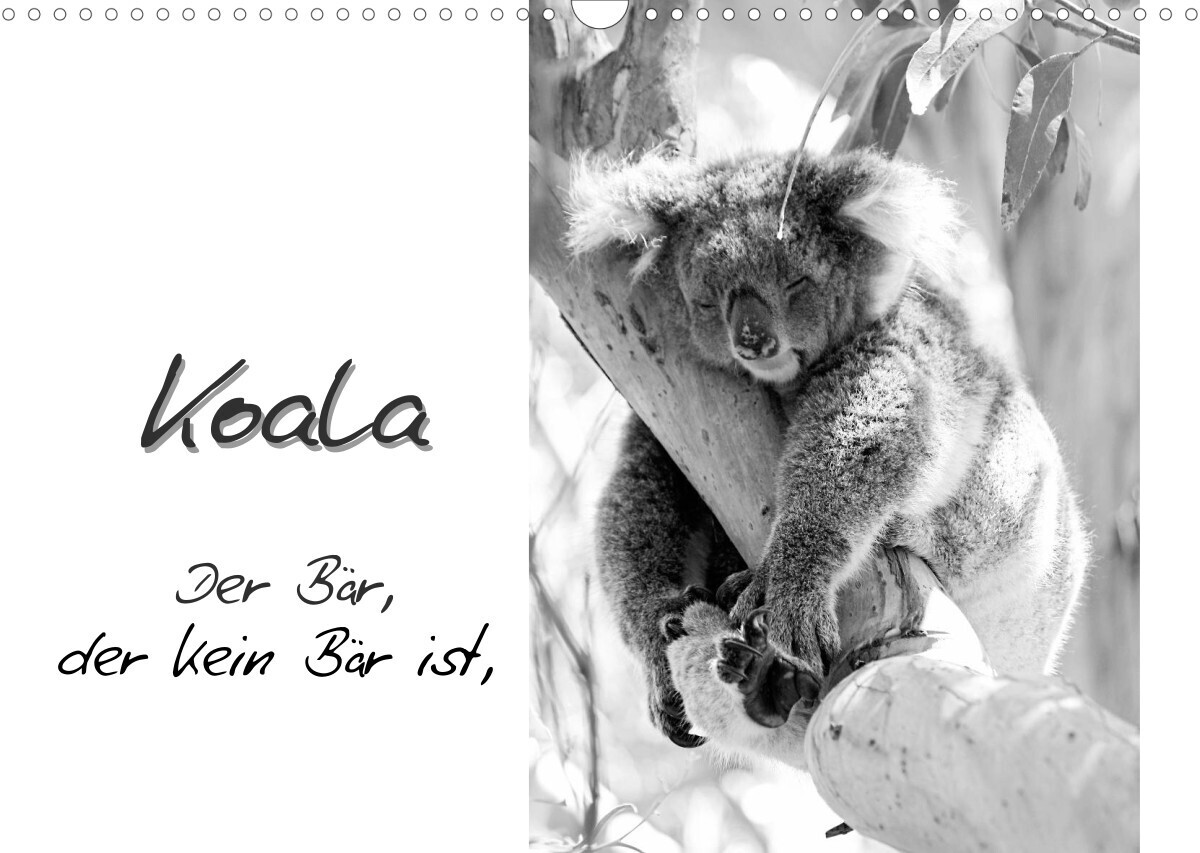 Koala  Ein Bär, der kein Bär ist (Wandkalender 2023 DIN A3 quer)