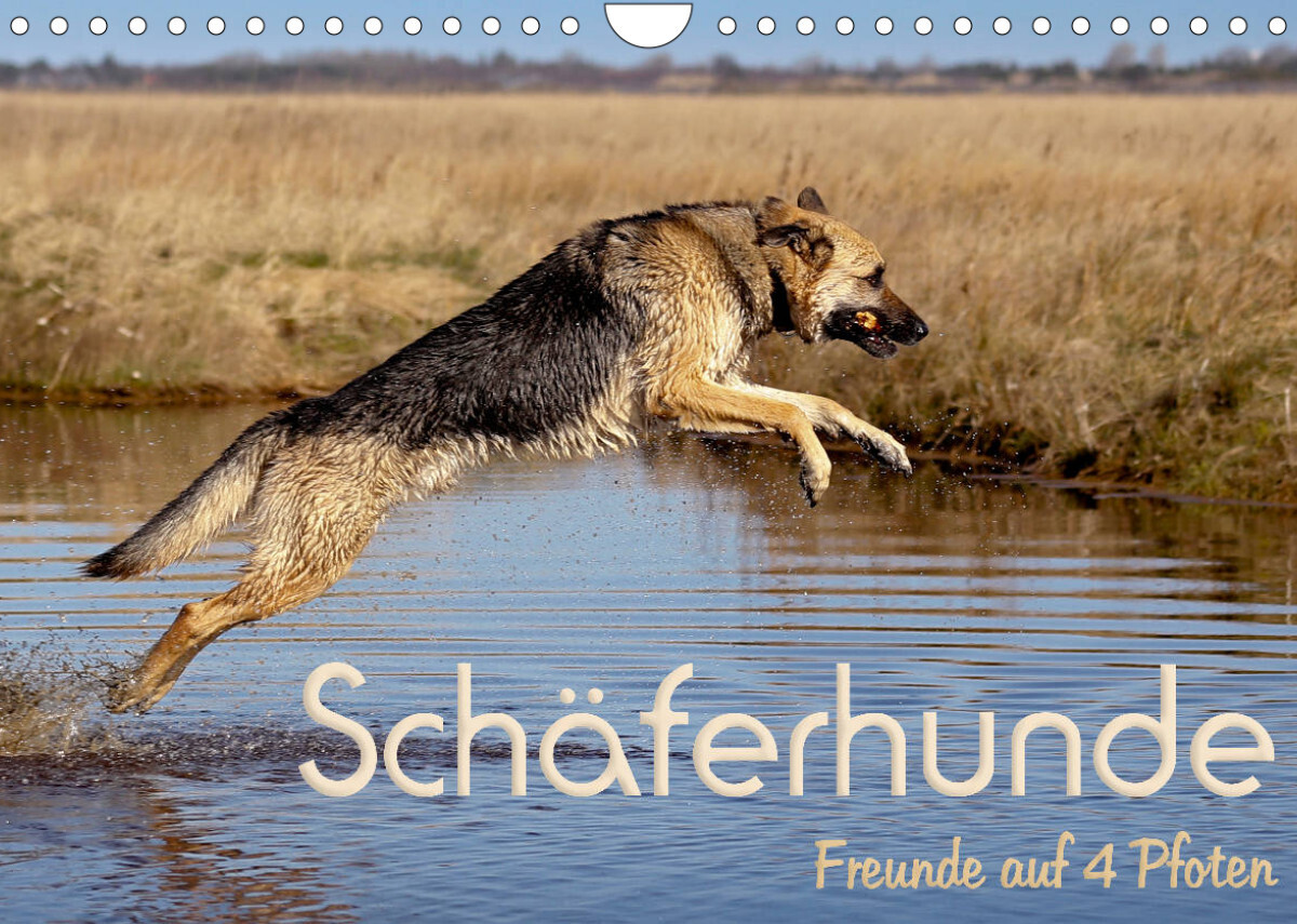 Schäferhunde - Freunde auf 4 Pfoten (Wandkalender 2023 DIN A4 quer)