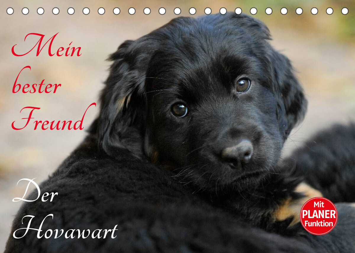 Mein bester Freund - Der Hovawart (Tischkalender 2023 DIN A5 quer)