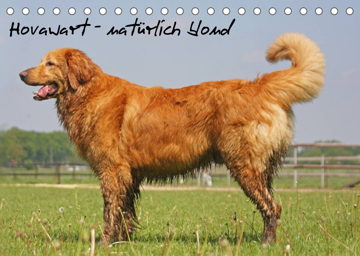 Hovawart - natürlich blond (Tischkalender 2023 DIN A5 quer)