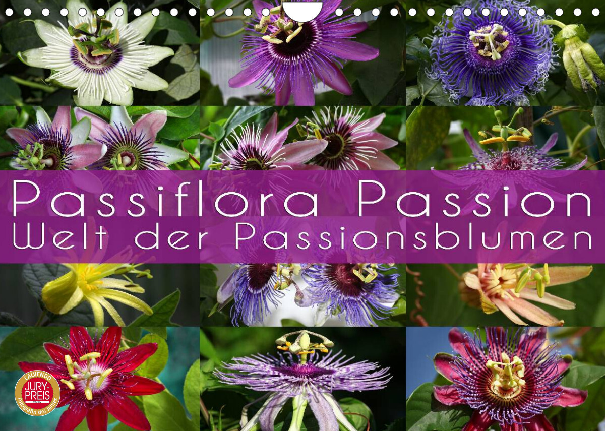 Passiflora Passion - Welt der Passionsblumen (Wandkalender 2023 DIN A4 quer)