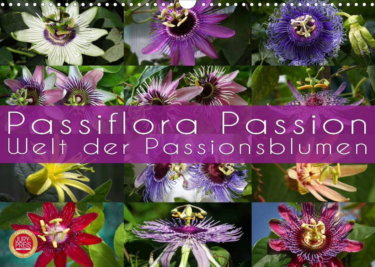 Passiflora Passion - Welt der Passionsblumen (Wandkalender 2023 DIN A3 quer)