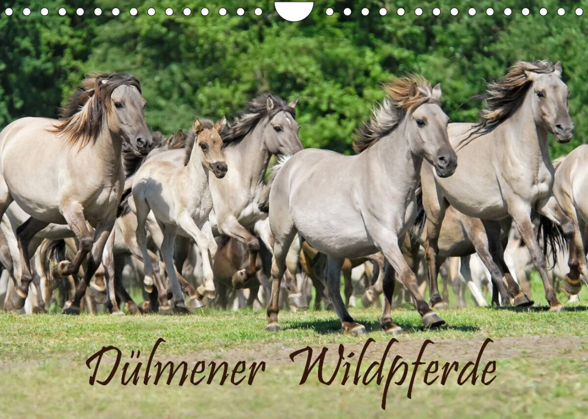 Dülmener Wildpferde (Wandkalender 2023 DIN A4 quer)