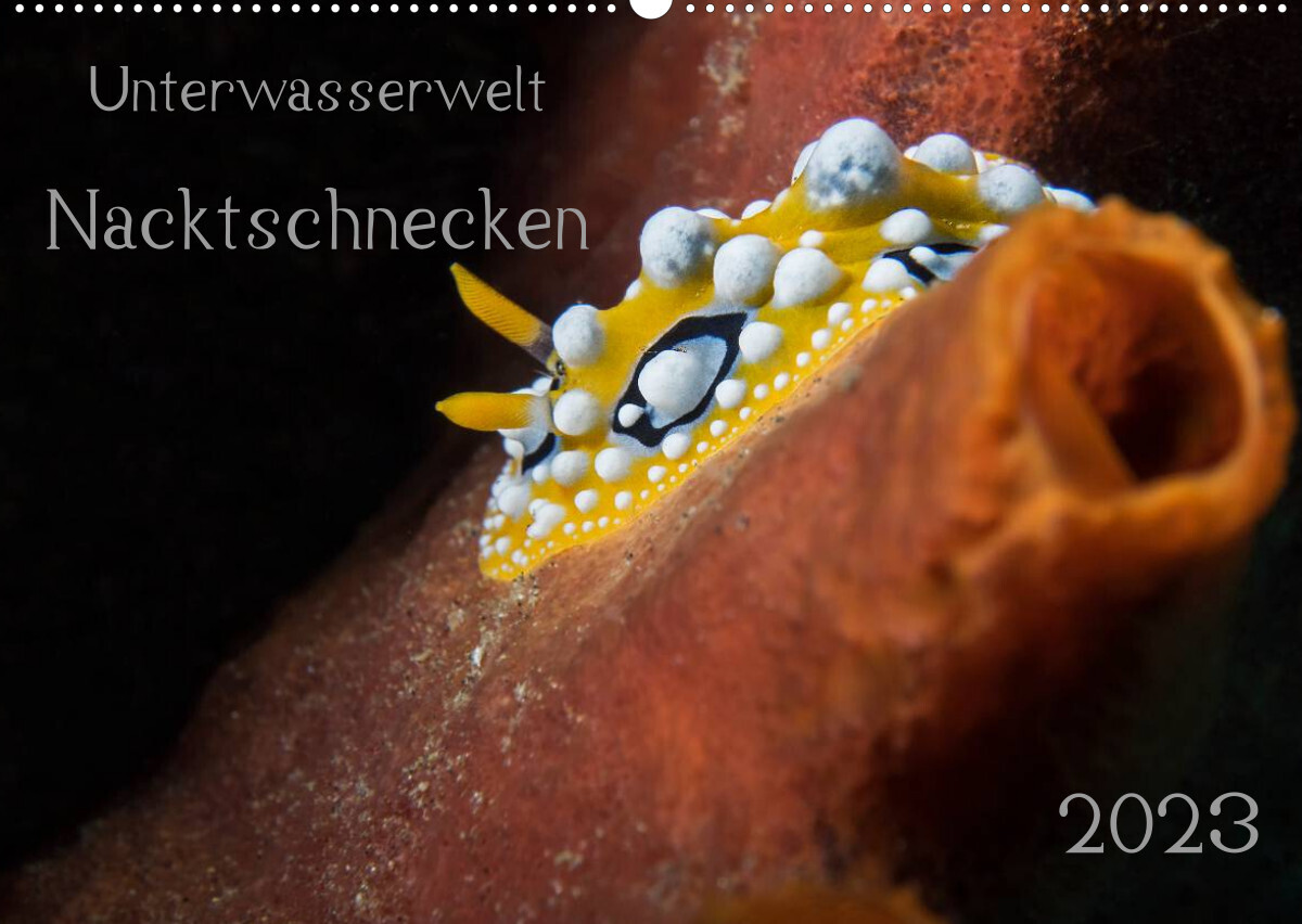 Unterwasserwelt Nacktschnecken (Wandkalender 2023 DIN A2 quer)