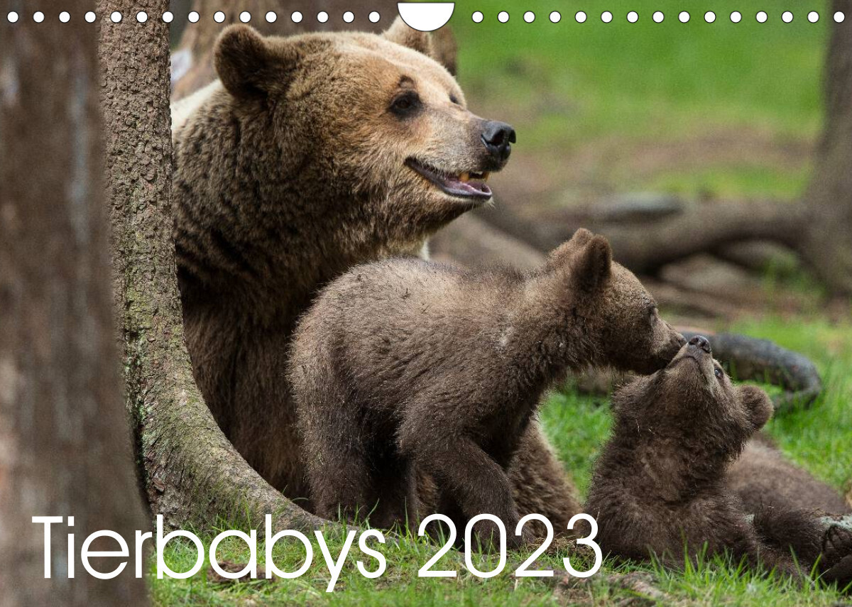 Tierbabys 2023 (Wandkalender 2023 DIN A4 quer)
