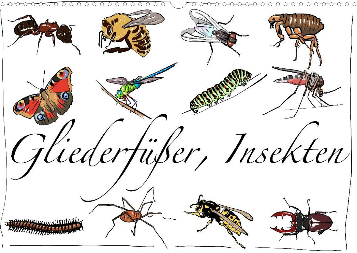 Gliederfüßer und Insekten (Wandkalender 2023 DIN A3 quer)