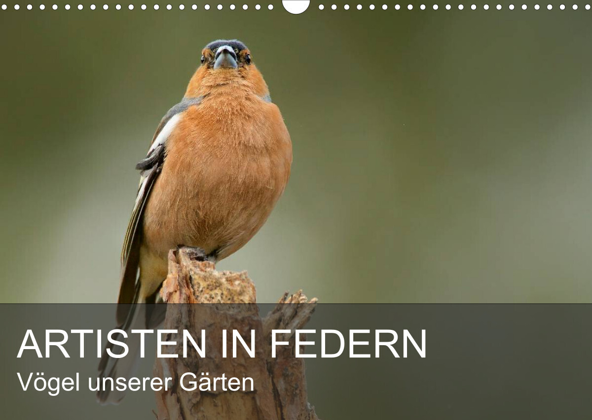 Artisten in Federn - Vögel unserer Gärten (Wandkalender 2023 DIN A3 quer)