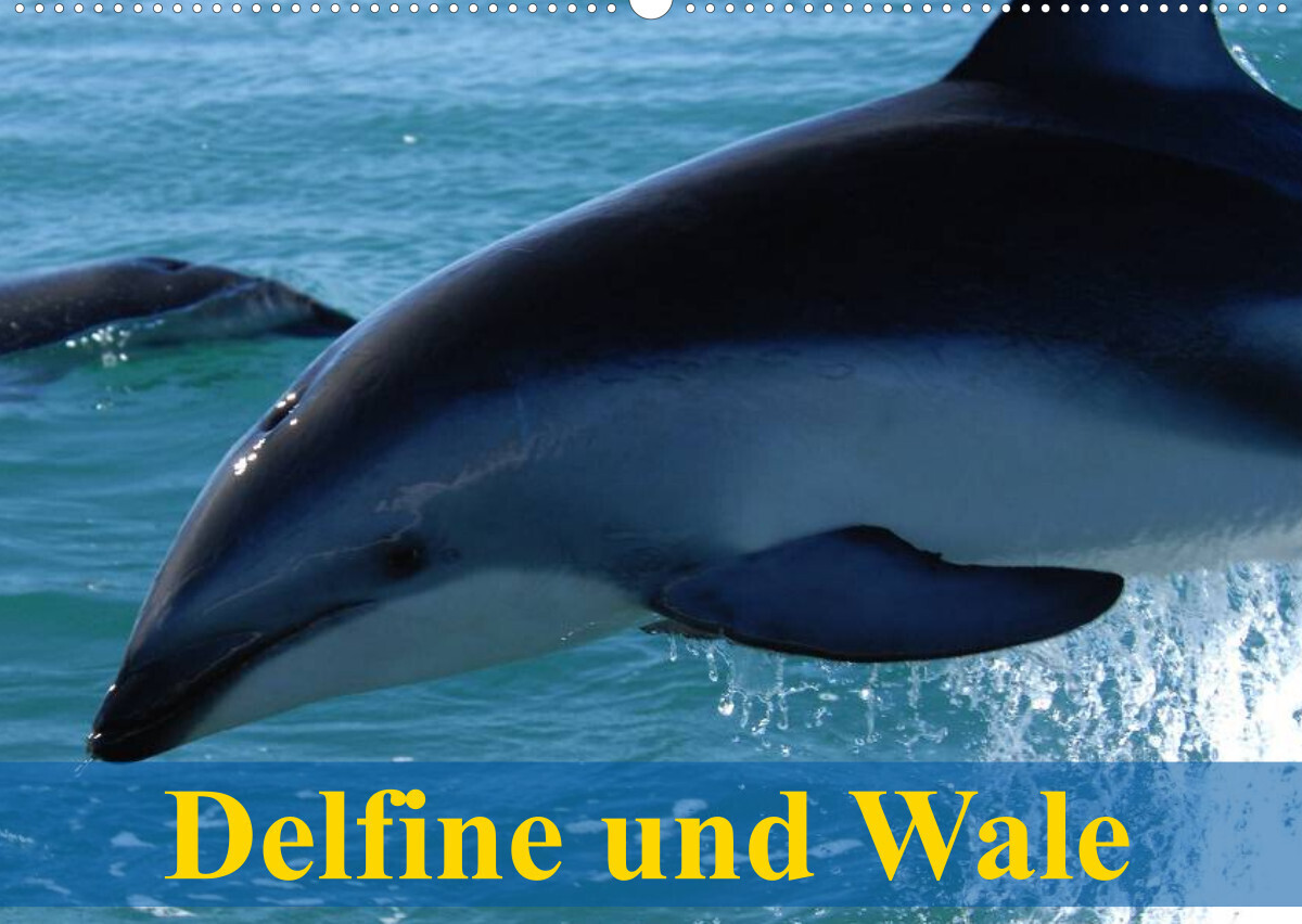 Delfine und Wale (Wandkalender 2023 DIN A2 quer)