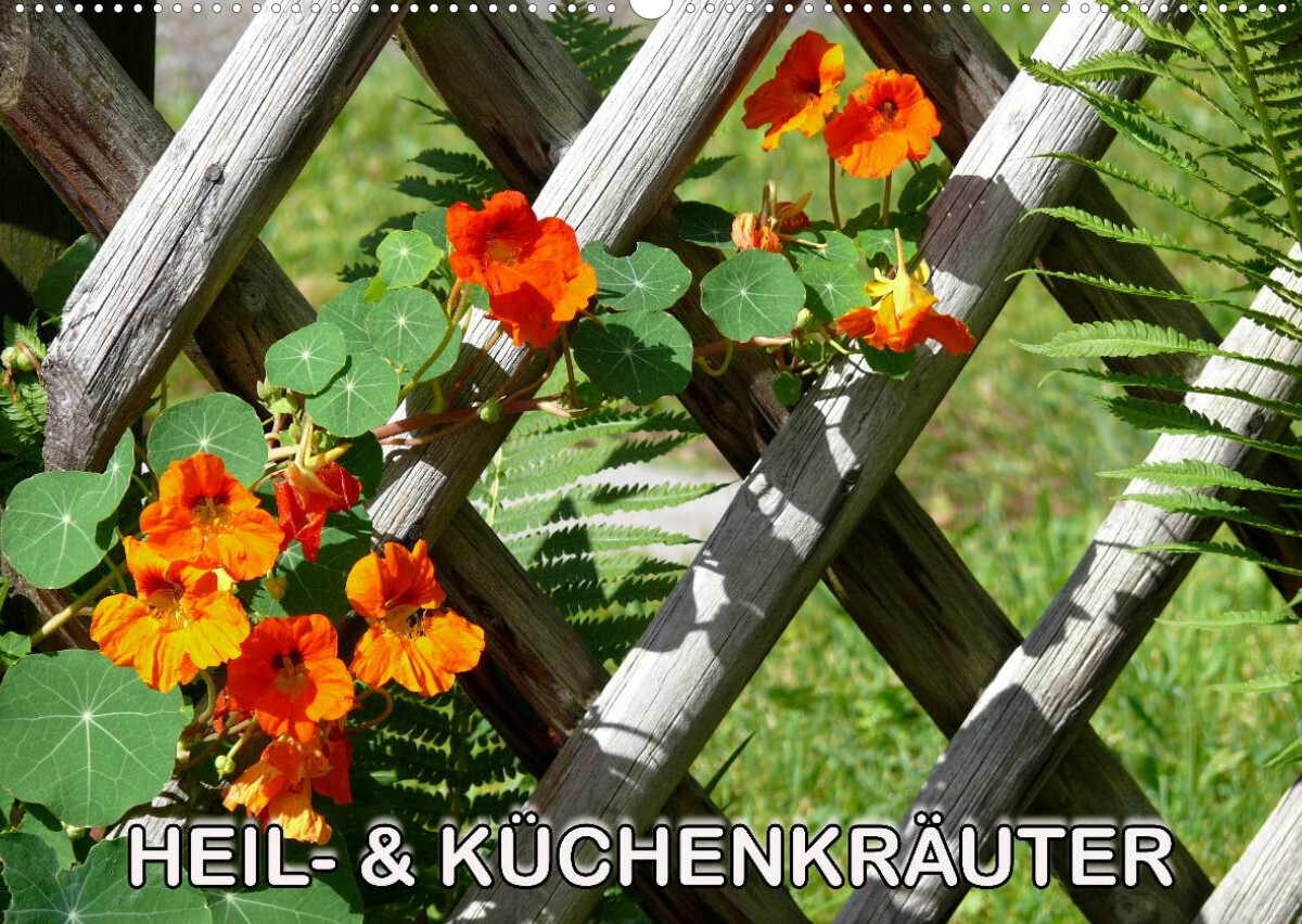 Heil- und Küchenkräuter (Wandkalender 2023 DIN A2 quer)