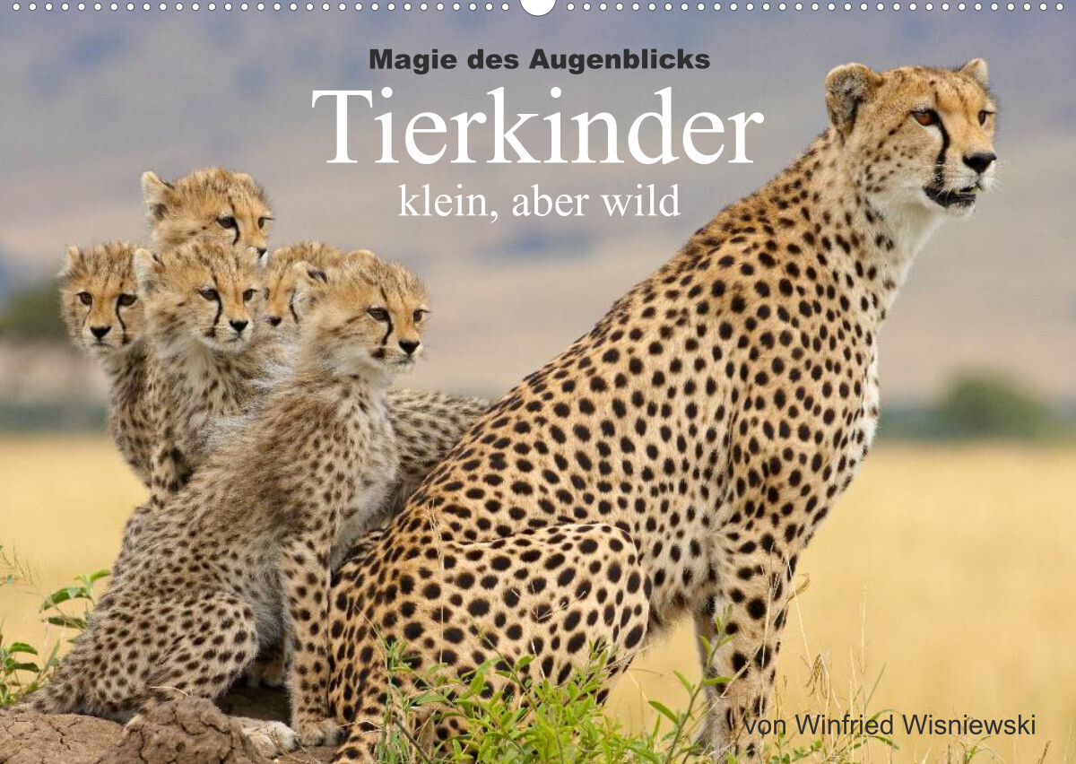 Magie des Augenblicks - Tierkinder - klein, aber wild (Wandkalender 2023 DIN A2 quer)