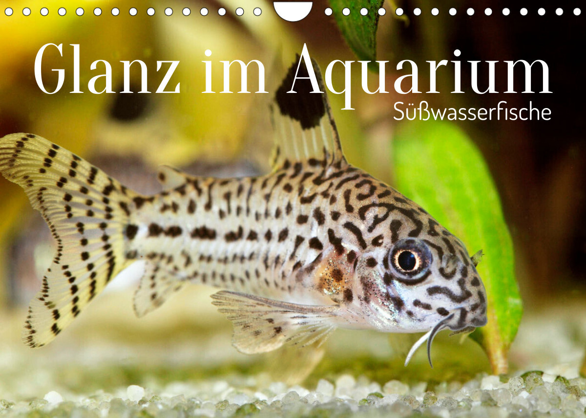 Glanz im Aquarium: Süßwasserfische (Wandkalender 2023 DIN A4 quer)