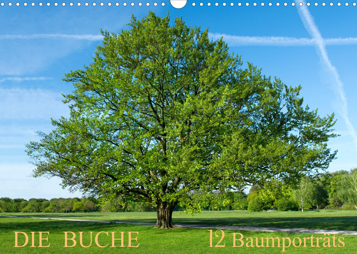 Die Buche: 12 Baumporträts (Wandkalender 2023 DIN A3 quer)