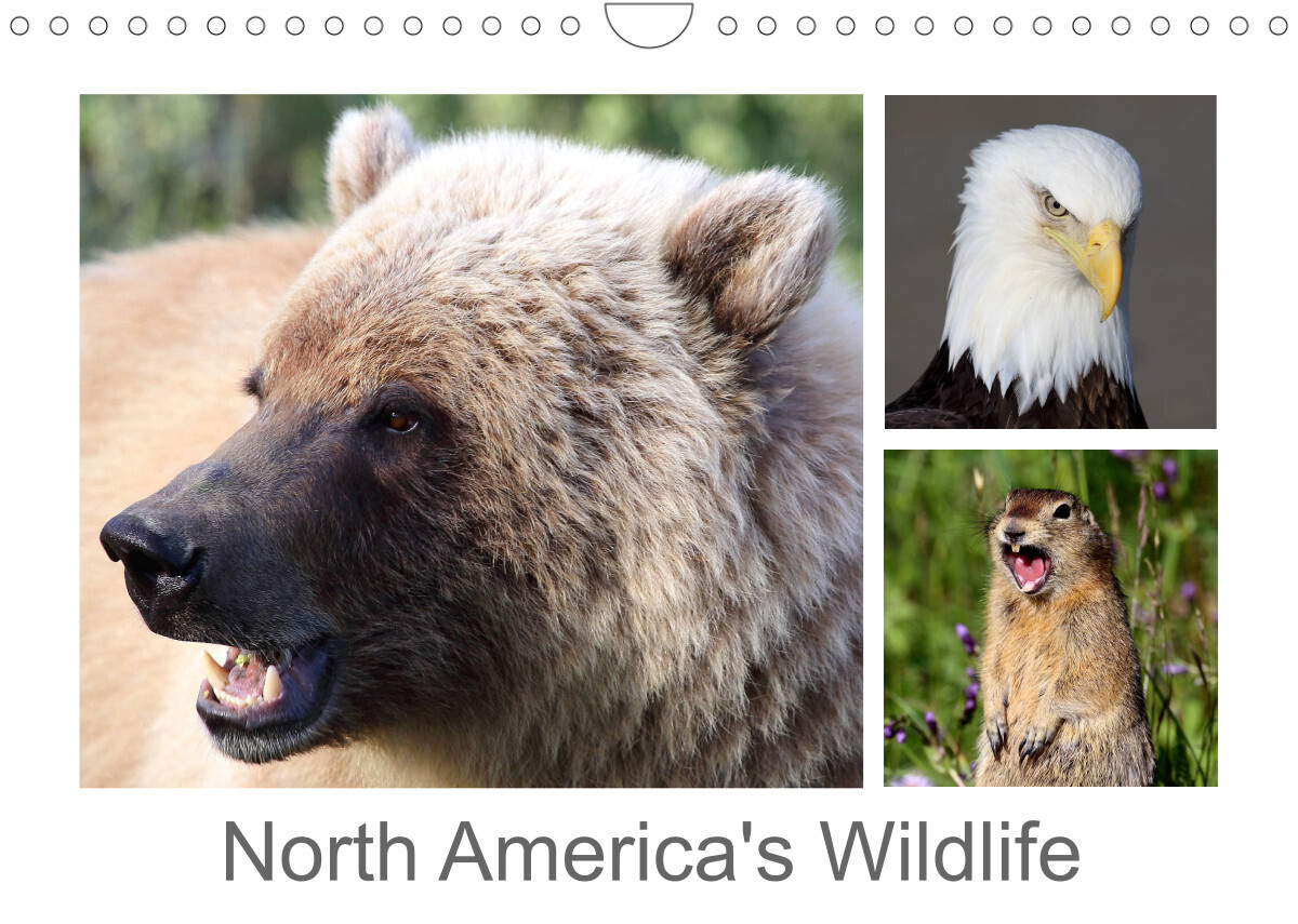 North America's Wildlife (Wall Calendar 2023 DIN A4 Landscape)