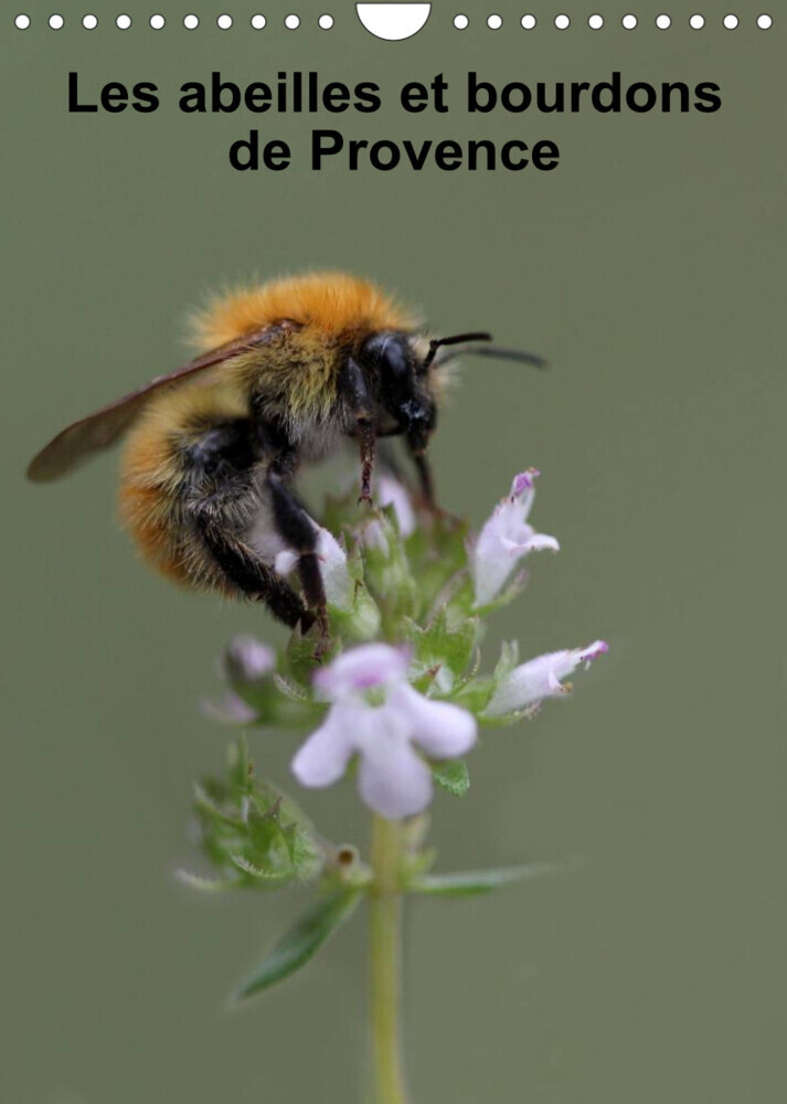 Les abeilles et bourdons de Provence (Calendrier mural 2023 DIN A4 vertical)