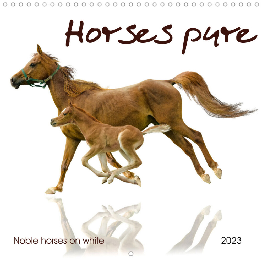 Horses pure noble horses on white (Wall Calendar 2023 300 × 300 mm Square)