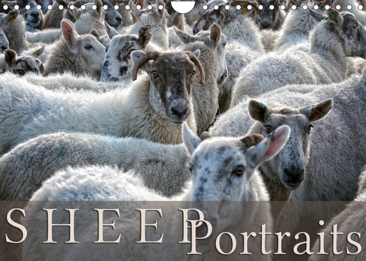 Sheep Portraits (Wall Calendar 2023 DIN A4 Landscape)